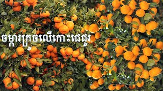 Orange farm at Jeju island, South Korea part 1/3 ចម្ការក្រូចលើកោះចេជូតប្រទេសកូរ៉េខាងត្រួង