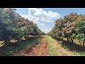 Mango plant pruning !!! Kesar mango!!! 🥭🥭