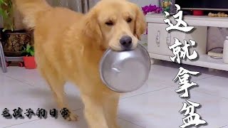 【毛孩子的日常】毛孩兒：蘋果？！我這就去拿盆  #金毛犬 #萌宠#可爱 #可爱到爆炸 #狗子