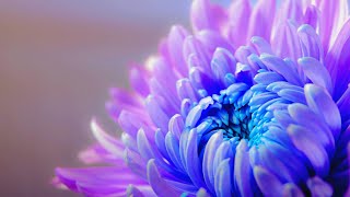 Summer Flowers -B-roll Flower Garden - Ultra Hd