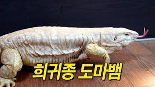 국내에 한 마리 뿐이라는 희귀종 도마뱀을 집에서 키운다고?! | 펫과함께