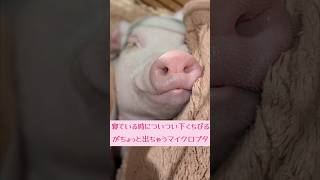 寝ている時についつい下唇がちょっと出ちゃうマイクロブタ #マイクロブタ #micropig #ミニブタ #minipig #pig #piggy #piglet  #cutepig #cutepet