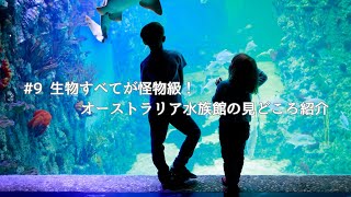 【観光】海外の生き物は危険？ケアンズで有名な水族館へ行ってみた【オーストラリアワーホリVlog】