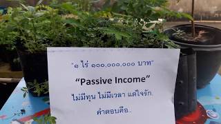 ไม้3อย่าง ประโยชน์4 อย่าง 1ไร่ 100 ล้าน ตามรอยพระราชา