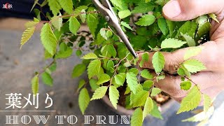 [Keyaki / Maple] Pruning, how to cut leaves[Bonsai Q]