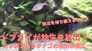 【アクアリウム】タナゴの産卵床として水槽に入れていたドブガイが幼生を放出している映像？！　2022年5月