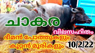 കന്നുകളുടെ ചാകര വില സഹിതം | 10/2/22 | Buffalo | TECH AND VLOGS