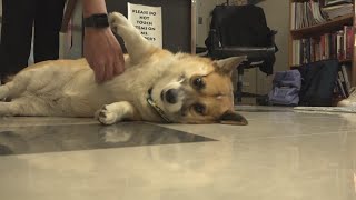 Therapy dogs bring cuddly comfort to Virginia high school