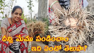 We harvested something different on terrace garden|| దీన్ని మేము పండించాం ...ఇది ఏంటో తెలుసా?