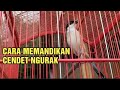 JANGAN SALAH!! Cara Memandikan Cendet Saat Mabung/Ngurak