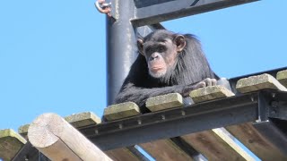 ゴヒチ一家と人工保育のイチゴの勇気　日立市かみね動物園　チンパンジー