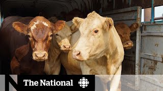 Severe drought forces Manitoba ranchers to sell cattle at emergency auction