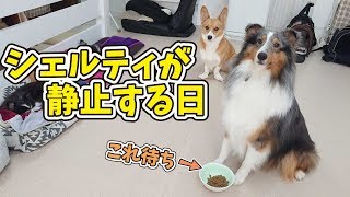 シェルティが静止する日 🐶ひみつきちなう！③🐶 (コーギー トイプードル 柴犬 チワワ ミニチュアダックス) 2019年11月1日