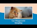 Feline Diagnostic Imaging