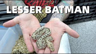 Lesser Batman Ball Python! Harmless Clutch Update!