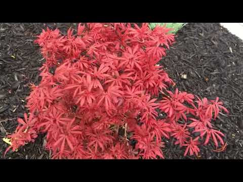 Landscaping Ideas, Basic Landscape Design. Landscaping Ideas, Basic Landscape Design.