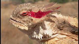 Texas Horned Lizard shooting blood | Animals with Great Defense Mechanism #shorts #glimpseofnature