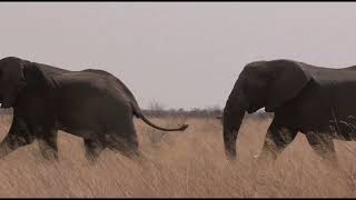 Director's Cut By Chris Dorsey