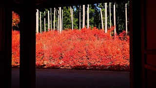 JG8K 福岡 呑山観音の紅葉 Fukuoka,Nomiyamakannon in Autumn