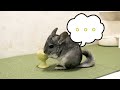 【chinchilla】リフォーム後のチラモル専用部屋でチンチラを遊ばせてみた！part2 story no.10