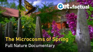 The Secret Garden - Springtime's Micro-Ecosystems - Full Nature Documentary