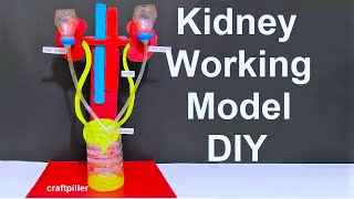 kidney working model with stand for science fair exhibition | craftpiller