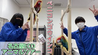 【名古屋ECO アニマルツアー】第一弾 ベニコンゴウインコ