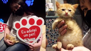 ADOTEI UM GATINHO MUITO FOFO!!! 😻😻😻