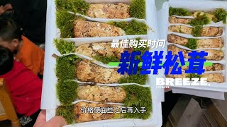 每年7月底到8月底是新鲜松茸产量最大的时候，也是最佳的购买时间