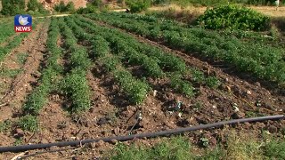 وەرزی چاندنی بەروبوومی كشتوكاڵی دەستیپێكردووە