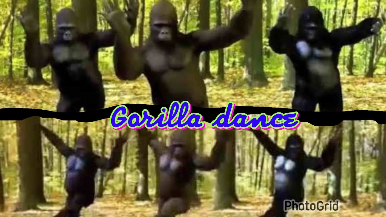 Gorilla Dance Song Youtube