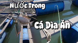 Đầu Năm Đi Câu Cá Dìa Với Cá Nâu | Câu Cá Biển Vũng Tàu ✅ #seafishing #fishing #ikada #cauca