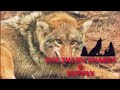 wiebe trapline adventures s2 e10 todd wilebski raccoon