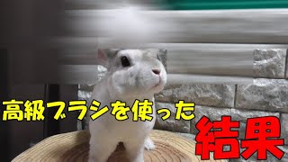 小動物の抜け毛を90％取り除くファーミネーターを買って試したらすごい結果に…