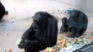 チンパンジーがお食事（円山動物園）