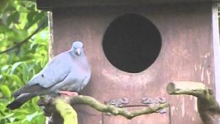 Stock-Doves nesting in our owl box!