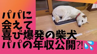 【柴犬】夜勤帰りのパパを待ち、喜びが爆発してしまう柴犬。その一部始終！パパの年収も教えちゃうよ！津軽弁ナレーション付き(English subtitles)