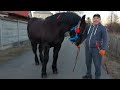 🥁🔥percheron🔥💯Красуня🌺БОНА🥰У хорошого господаря Ігора💪👍💣