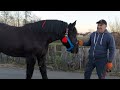 🥁🔥percheron🔥💯Красуня🌺БОНА🥰У хорошого господаря Ігора💪👍💣