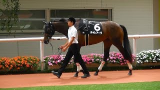 チャレアーダ、甲東特別4着のパドック。現地映像、阪神競馬場