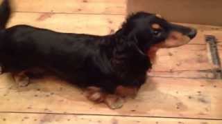 Barking and Grumbling Dachshund