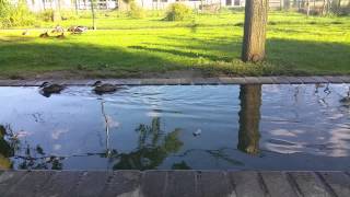 Rare white-headed ducks at Aeres Barneveld