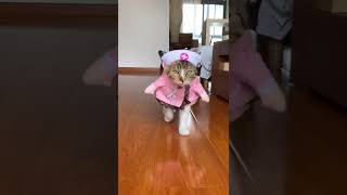 #shortscat🥰cute kitten outfits 🤣Funny cats and kittens playing compilation for laugh!