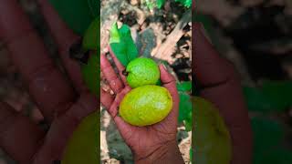 మా జామచెట్టు ఎప్పుడు ఇలాగే చేస్తుంది#giftsofthenature #village #guava #natujamakayalu #shorts #viral