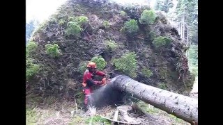 Chainsaw Husqvarna 357 XP - Complete processing uprooted tree, cutting fisprove, lopping, handling.