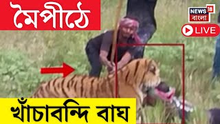 Maipit Tiger Attacked Live: স্বস্তি ফিরল, টোপ দিতেই ধরা পড়ল বাঘ | Bangla News