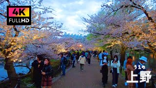 【4K】上野恩賜公園でライトアップされた桜を楽しむ夕方散歩 (Mar. 2023) | Evening walk to enjoy the cherry blossoms at Ueno Park.