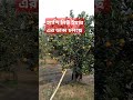 হ্যাপি নিউ ইয়ার ডান্স চলছে ২০৫