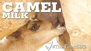 Camel Milk