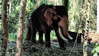 #Kodanad Elephant camp 🐘Abhayaranyam #Eco tourism. Kerala. #കോടനാട് . അഭയാരണ്യം. കപ്രിക്കാട്, ആന